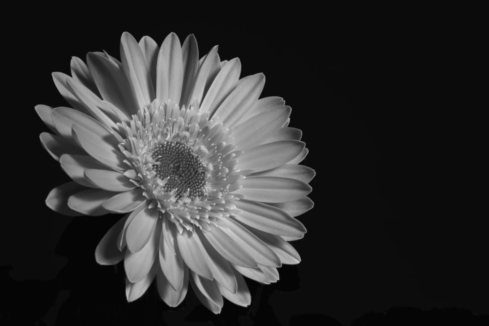 Gerbera daisy Waterloo Quebec Canada Canvas Art - David Chapman Design Pics (19 x 12)