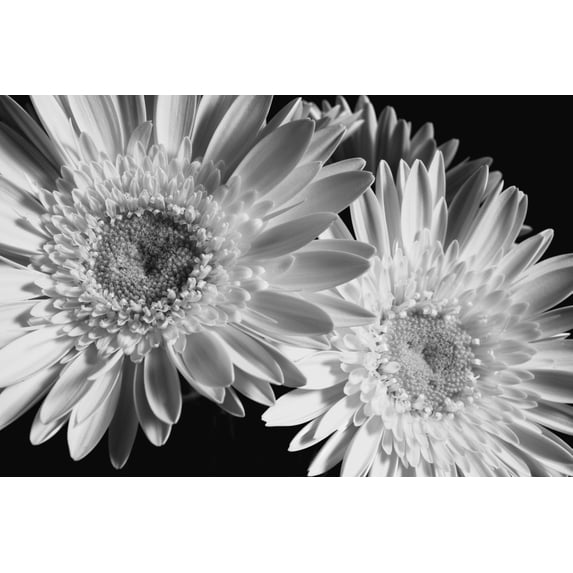 Gerbera daisy; Waterloo, Quebec, Canada Poster Print (38 x 24)