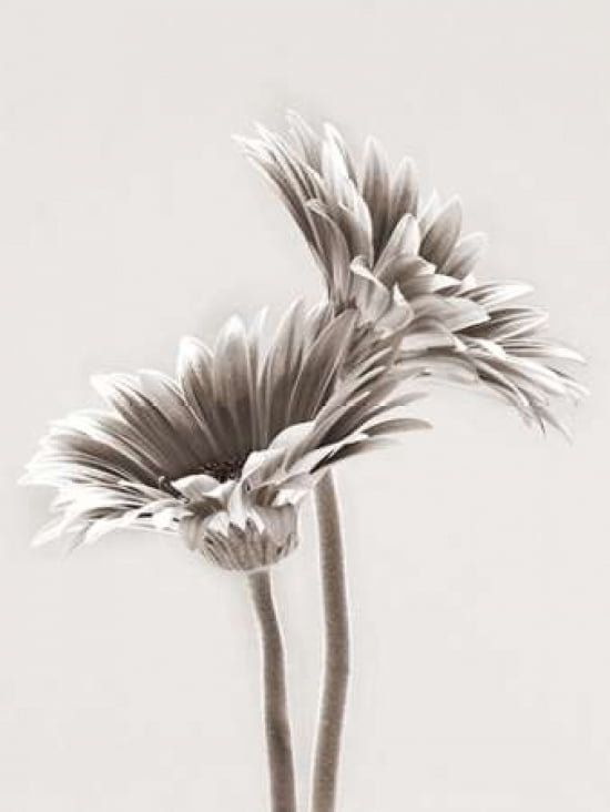 Gerberas Canvas Art - Howard Shooter (18 x 24)