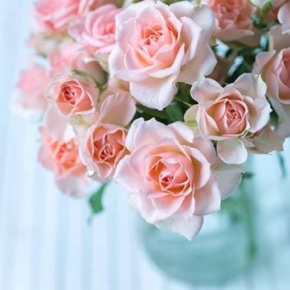 Gerberas in glass bottle Poster Print by Assaf Frank (12 x 12)