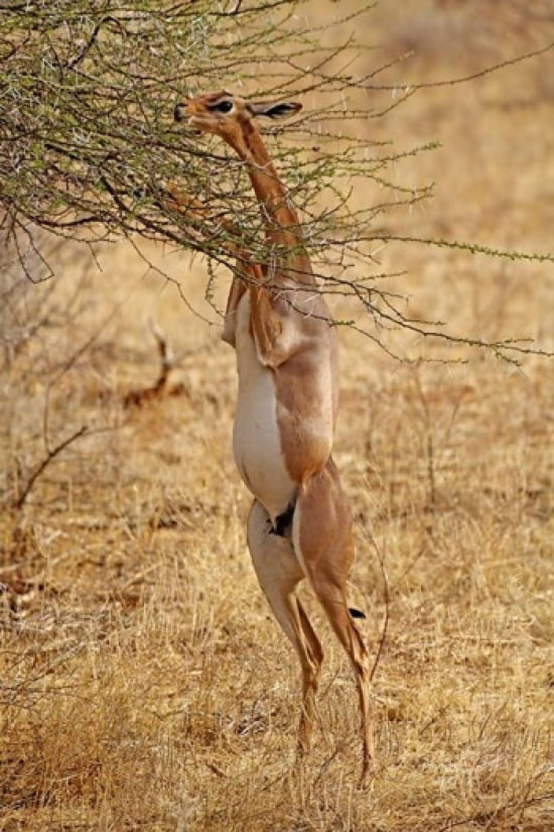 Gerenuk antelope Samburu Game Reserve Kenya Canvas Art - Adam Jones DanitaDelimont (11 x 17)