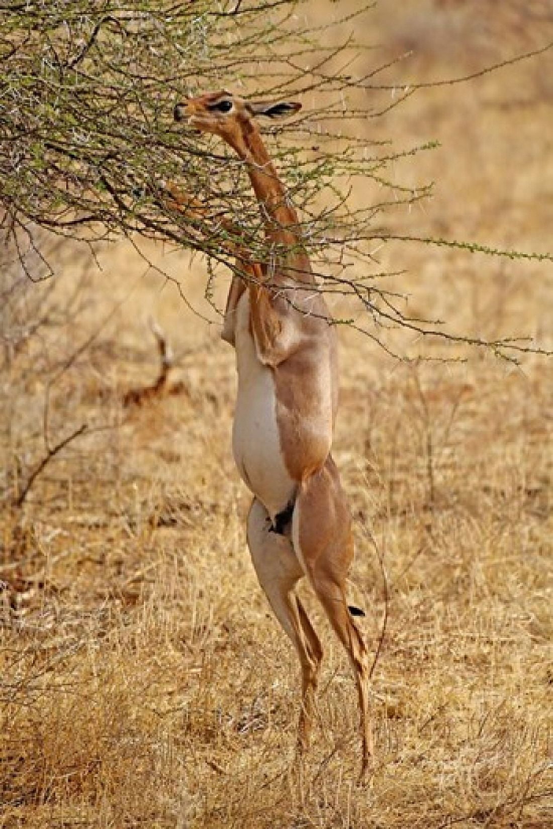 Gerenuk antelope Samburu Game Reserve Kenya Canvas Art - Adam Jones DanitaDelimont (23 x 35)