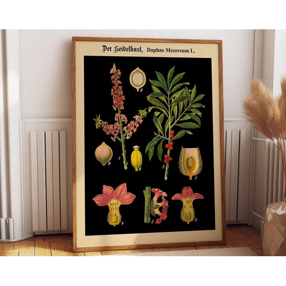 German Botanical Chart German Educational Poster Educational Print German School Chart Rare Botanical Print Black Botanical (Wbbot15) Wall Art, Modern Wall Decor, 8x12 UNFRAMED