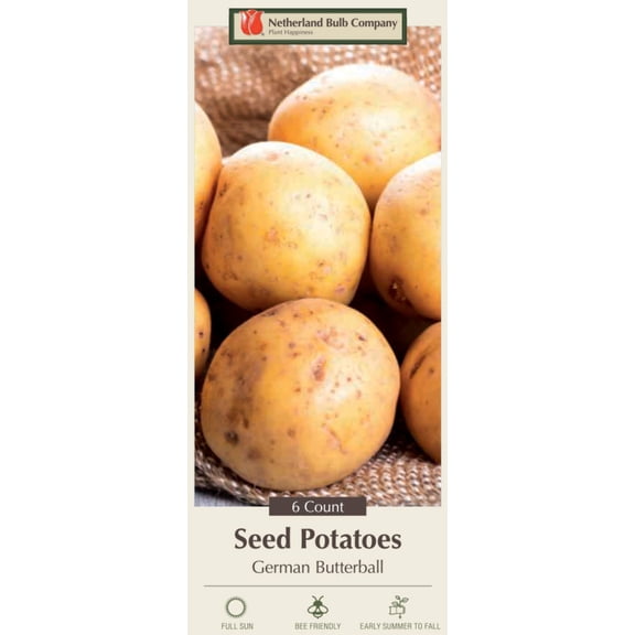 German Butterball Potato - 6 Tubers