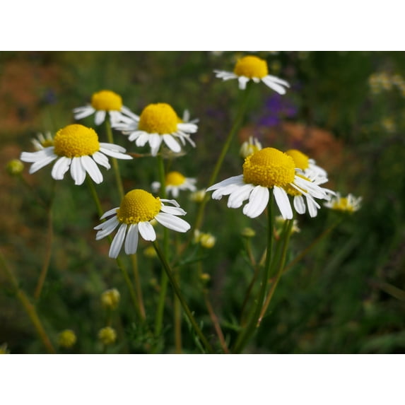 German Chamomile Herb Seeds/ Perennial/ Full Sun/ 800K Seeds 1/4lb/ Zellajake Farm and Garden - B173