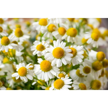 German Chamomile Tea Herb Premium Seed Packet