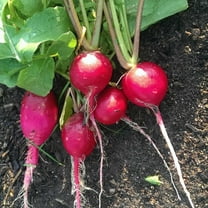 German Giant Radish Seeds - 4 g Packet ~300 Seeds - Heirloom Garden Seeds, Non-GMO - Vegetable Gardening and Micro Greens
