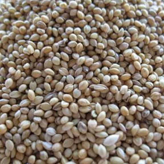 German Golden Millet Seed - 5 LB Bulk ~1,100,000 Seeds - Whole - Non-GMO, Open Pollinated - Farm & Garden Grain Seed - Birdfeed