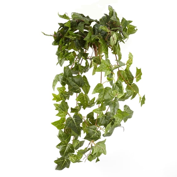 German Ivy Bush Ivy Collection by Ashland