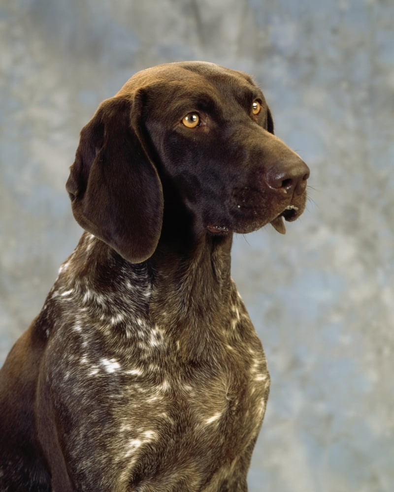 German Pointer Portrait Of A Dog Canvas Art - The Irish Image Collection Design Pics (13 x 17)