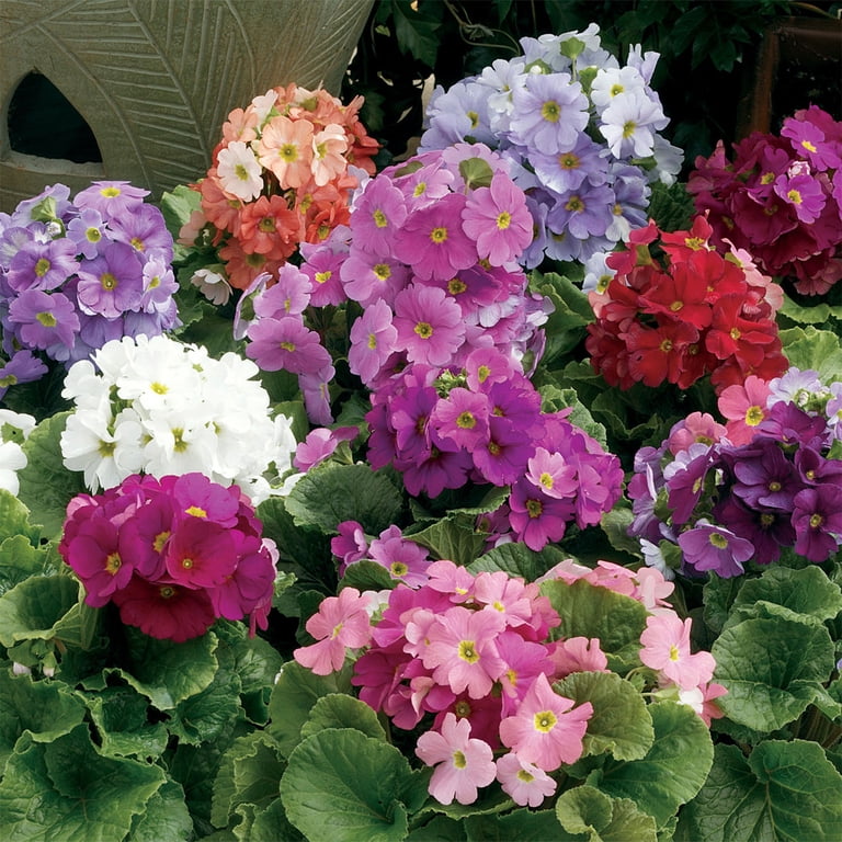 German Primrose Primula Obconica Libre Flower Seed Mix - 100 Seeds -  Walmart.com