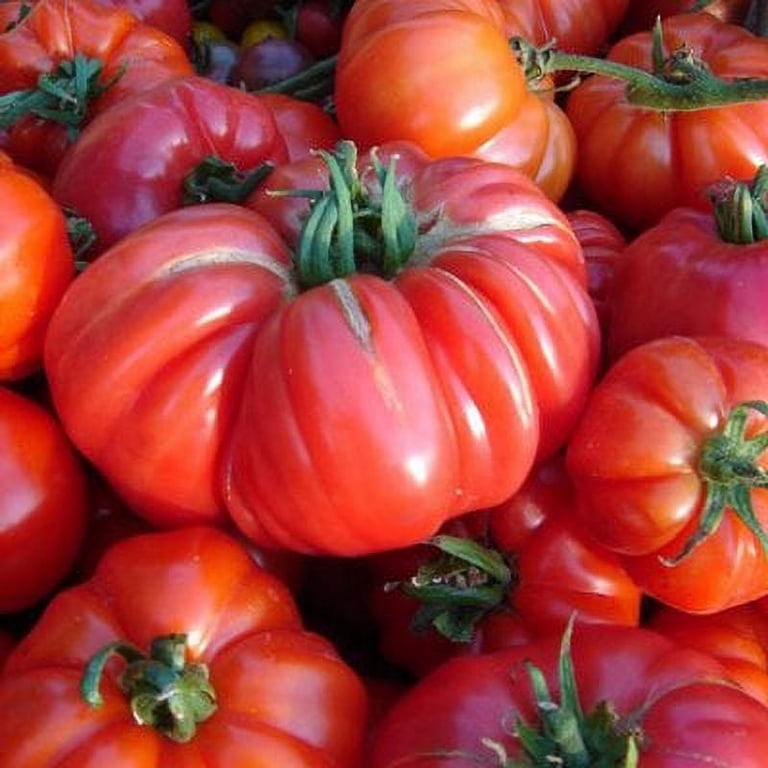 Giant Belgium Heirloom Tomato Seeds - 100 Non-GMO Seeds - Red Beefsteak Tomatoes - Grows In Most Climates - USA Grown