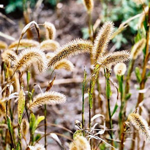 Seed Ranch German R Foxtail Millet Plant Seed - Walmart.com