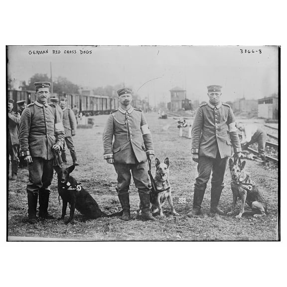 German Red Cross dogs Canvas Wall Art (20" x 30")