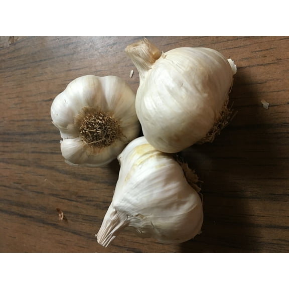 German Red Hardy Garlic 2 Nice Sized Bulbs! Great for Fall Planting! Non GMO , Great for Winter Weather and Long Storage! Easy to Grow!