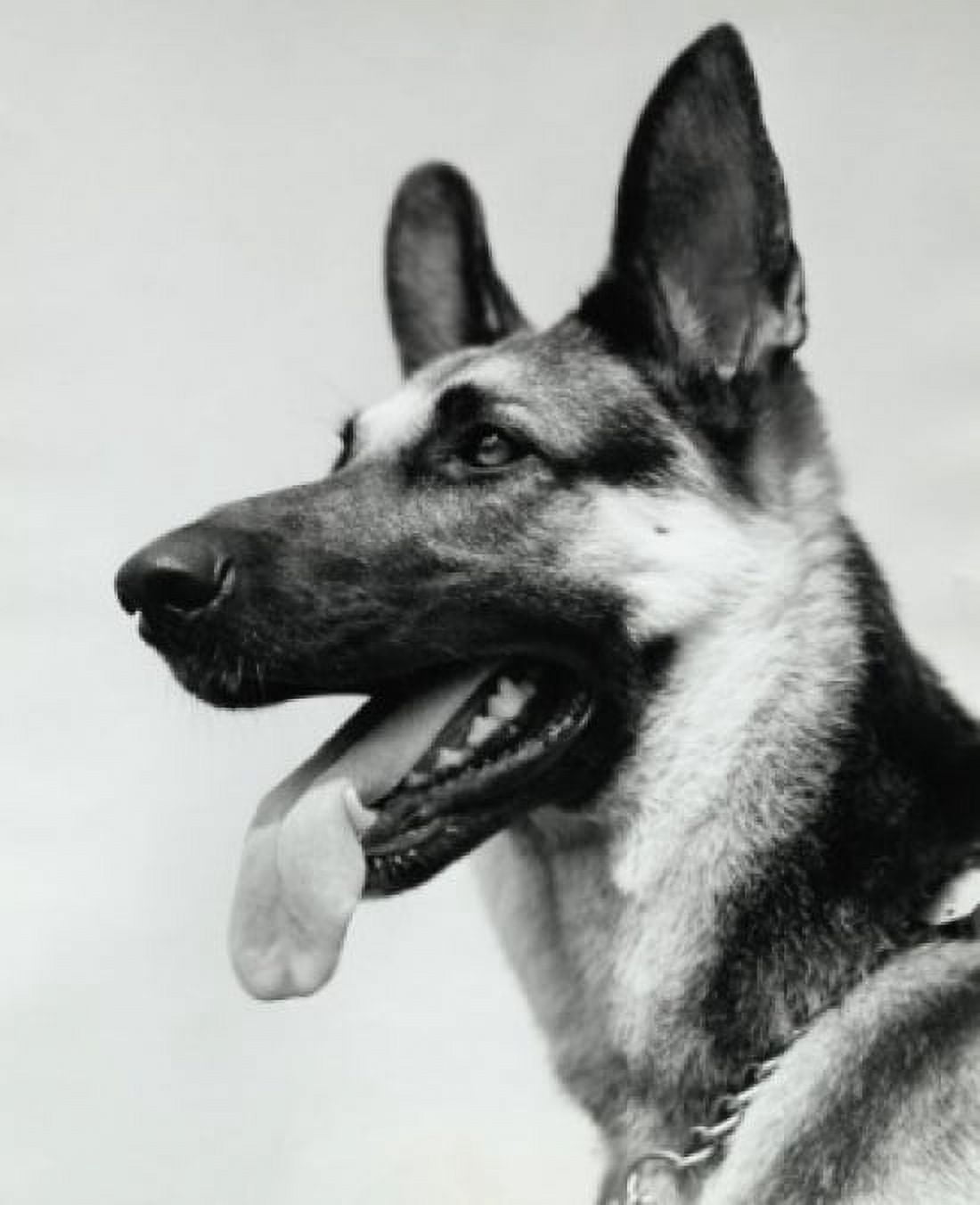 German Shepherd Canvas Art - (18 x 24)