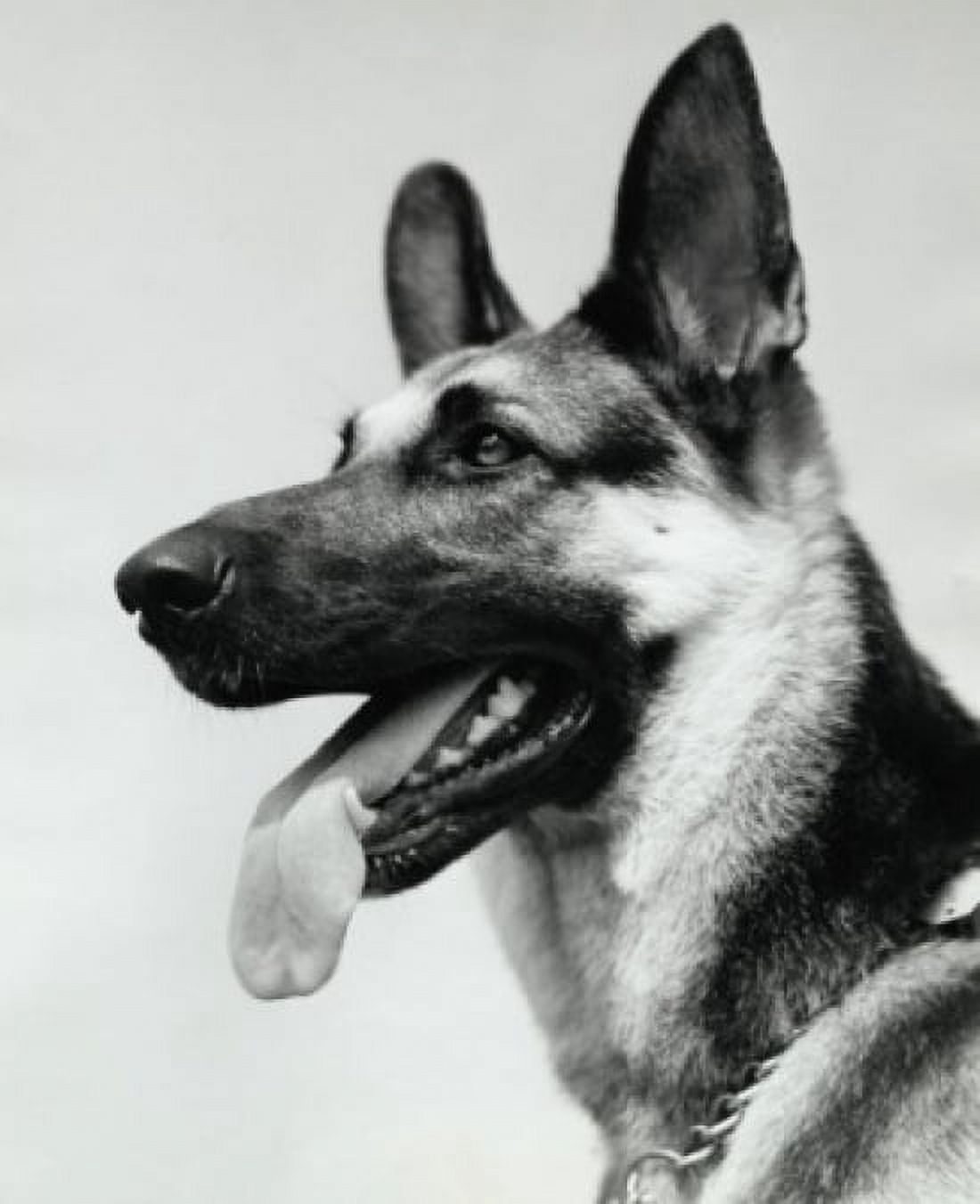 German Shepherd Canvas Art - (24 x 36)