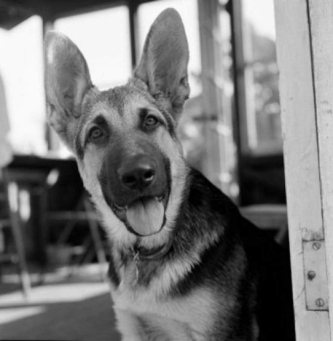 German Shepherd Dog Canvas Art - (24 x 36)
