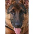 thumbnail image 1 of German Shepherd Dog Looking Garden Flag Double Sided 30x45 cm,Yard Flags,Decorative Small Garden Flags,Outdoor Lawn and Garden Décor, 1 of 5