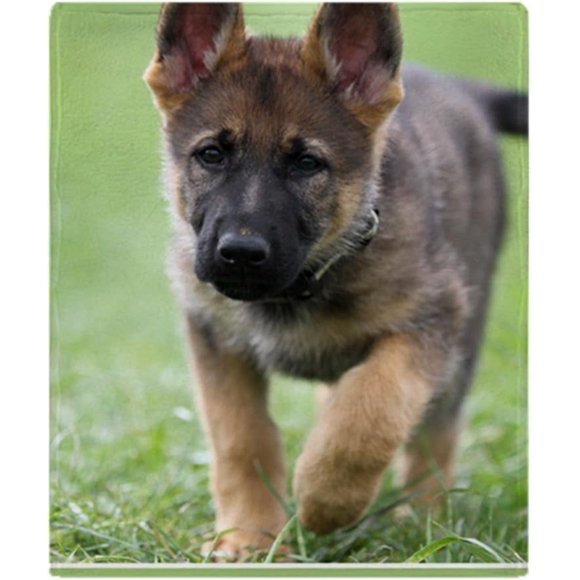 Blanketed German Shepherd