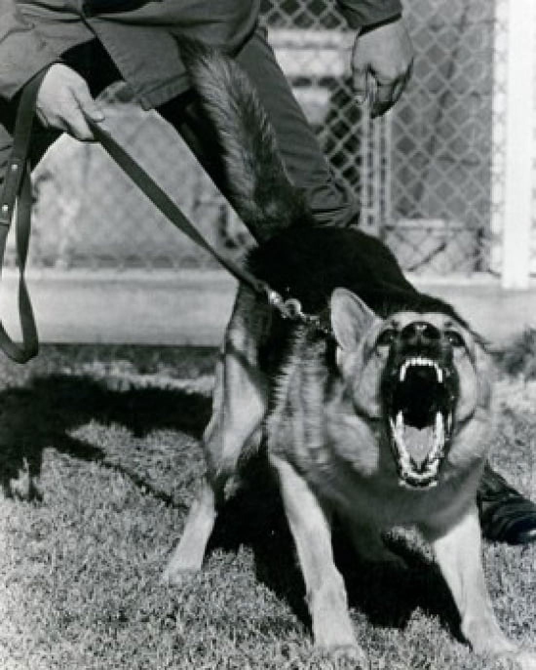 German Shepherd barking front view Canvas Art - (18 x 24)