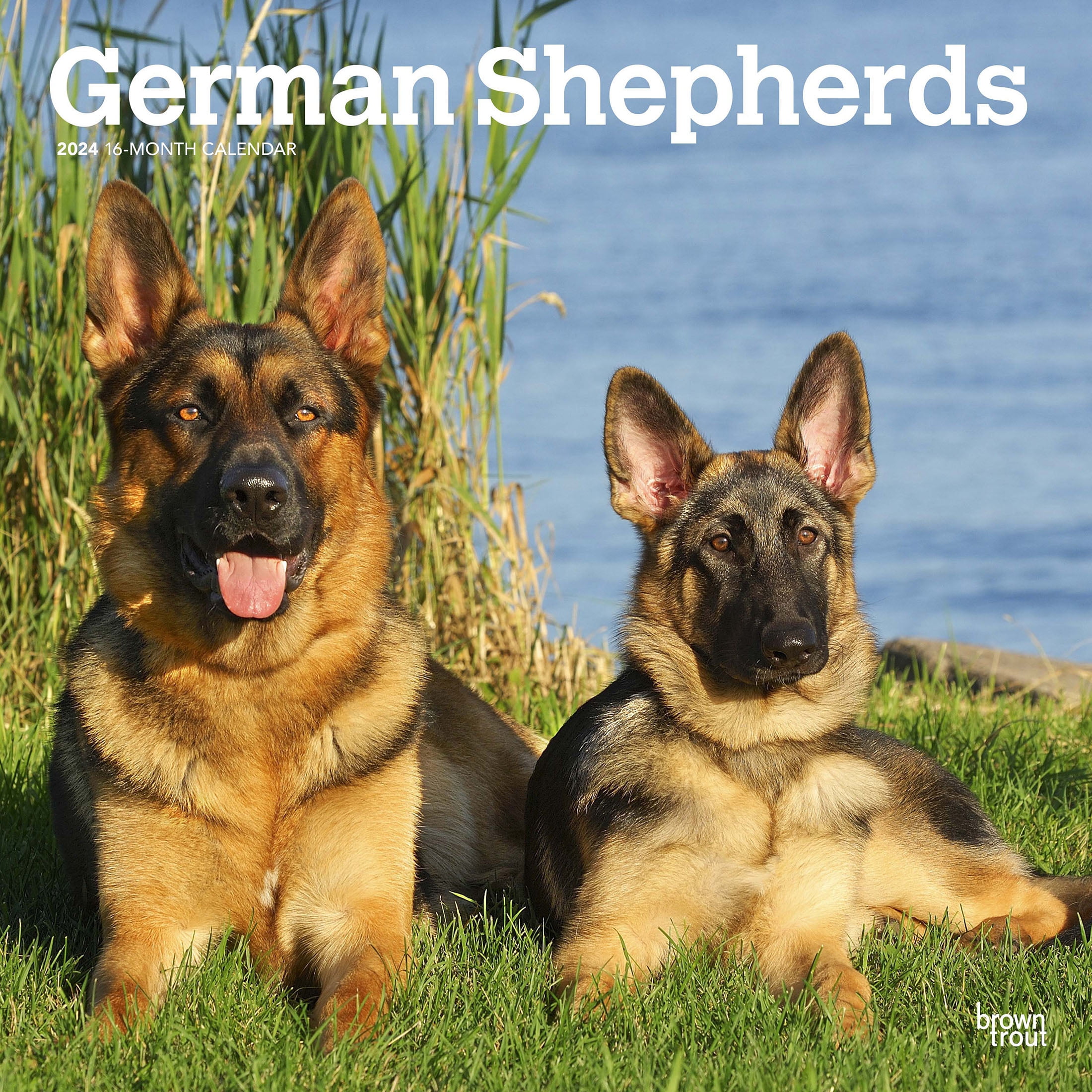 German Shepherds 2024 12x24" (Hanging) Wall Calendar BrownTrout