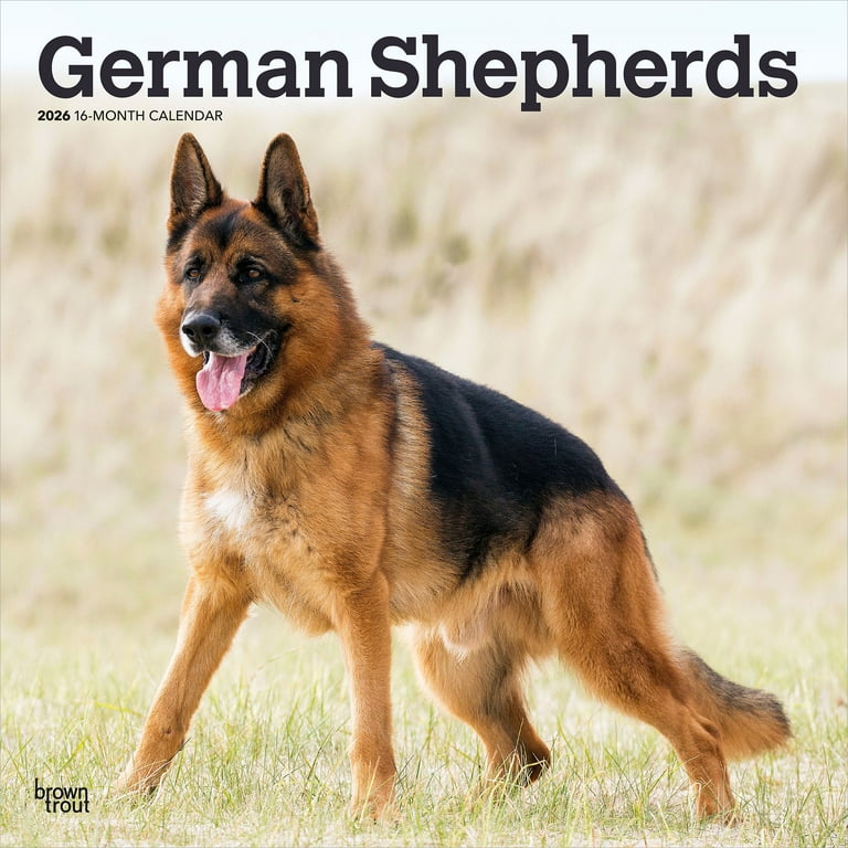 German Shepherds | 2026 12x24