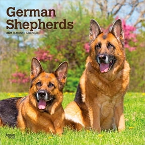 German Shepherds | 2027 12x24" (Hanging) Wall Calendar | Plastic-Free