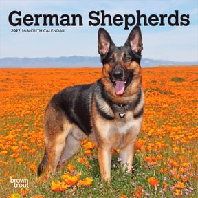 German Shepherds | 2027 7x14" (Hanging) Wall Calendar