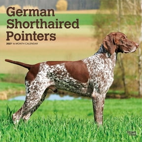 German Shorthaired Pointers | 2027 12x24" (Hanging) Wall Calendar | Plastic-Free