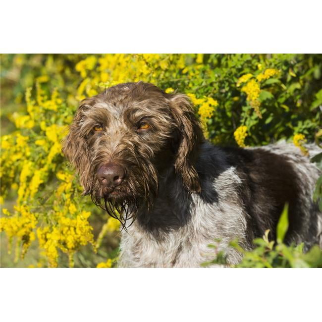 German Wirehaired Pointer in Autumn Hanover Connecticut United