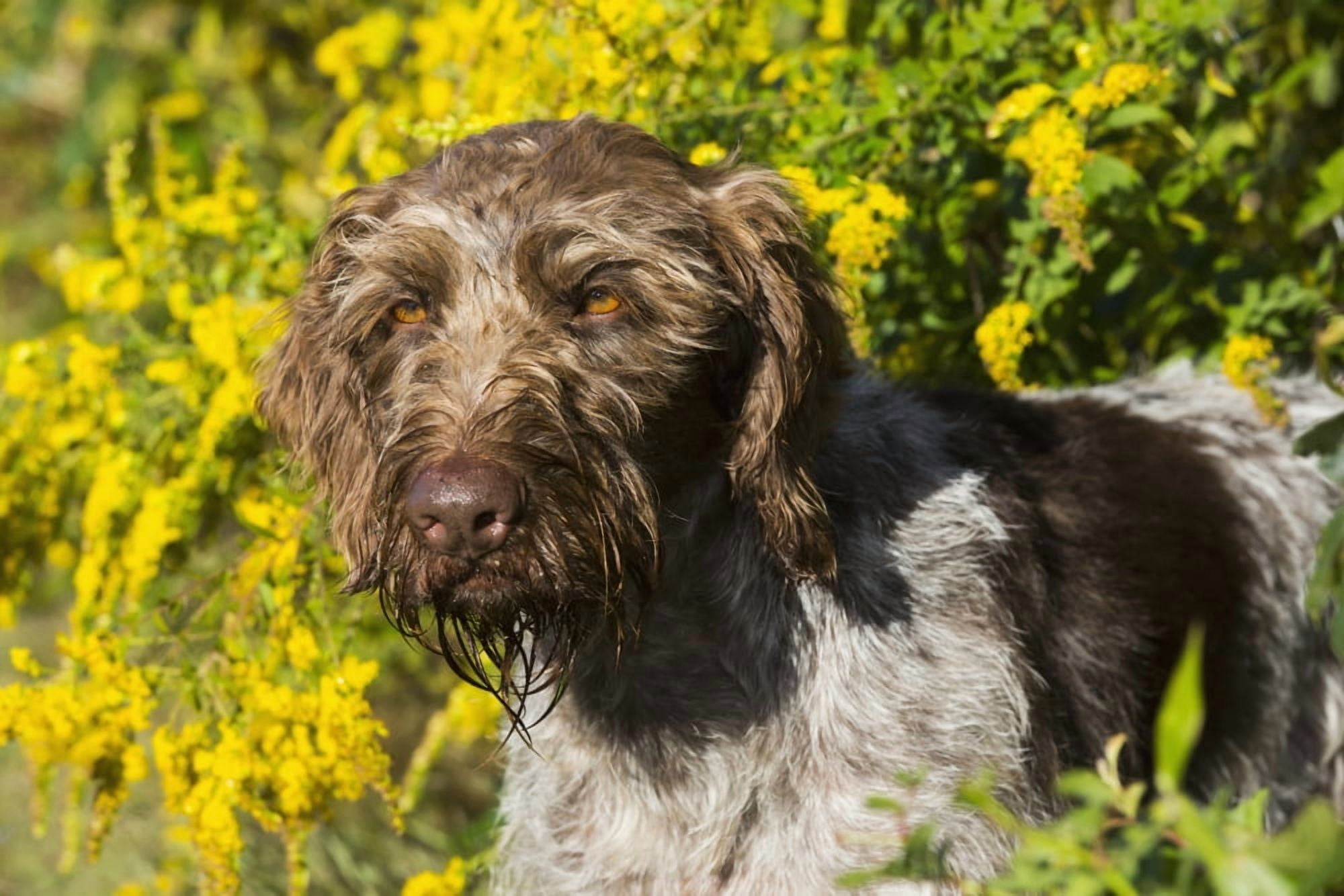 German Wirehaired Pointer in autumn Hanover Connecticut United States of America Canvas Art - Lynn Stone Design Pics (19 x 12)