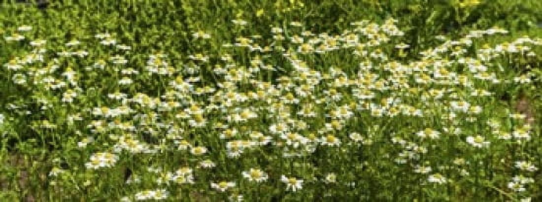 German chamomile (Matricaria chamomilla) in bloom Canvas Art - Panoramic Images (15 x 6)