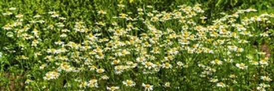 German chamomile (Matricaria chamomilla) in bloom Canvas Art - Panoramic Images (30 x 12)