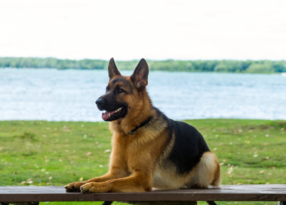 German shepherd dog sitting by river Poster Print by Panoramic Images ...