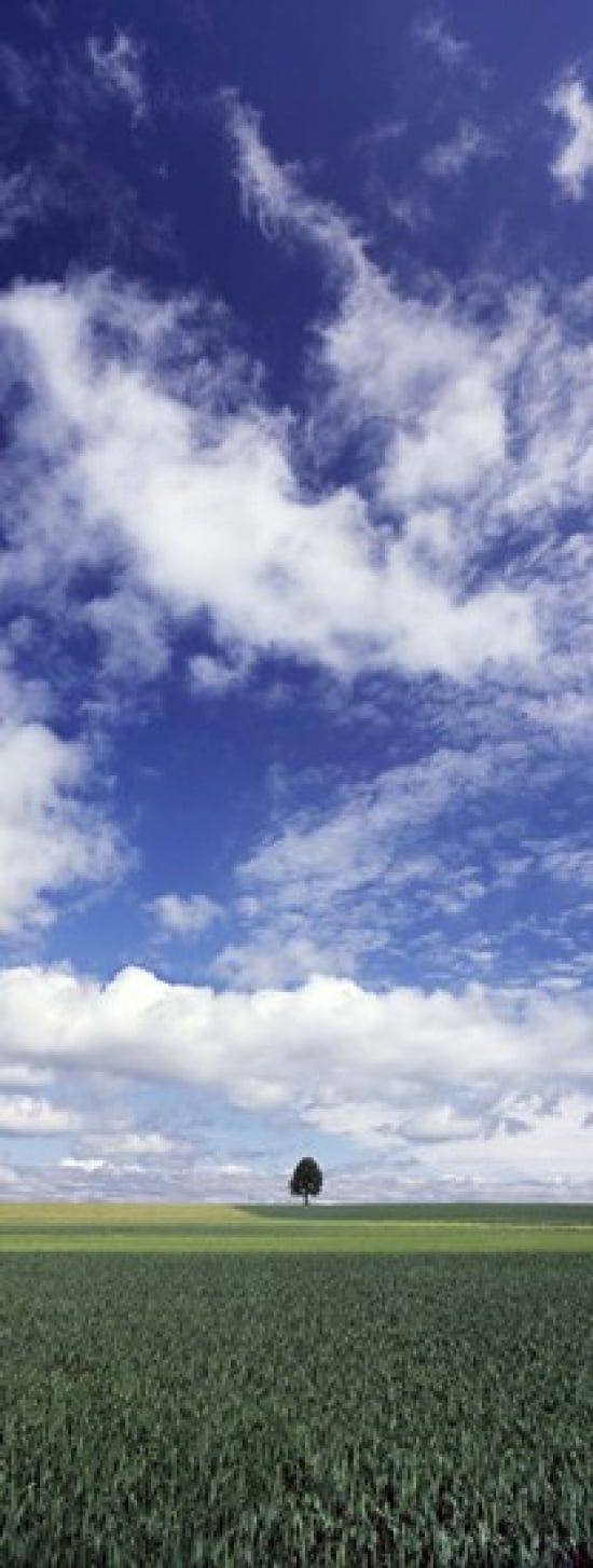 Germany Baden-WurttembergSingle tree in field clouds Canvas Art - Panoramic Images (30 x 12)