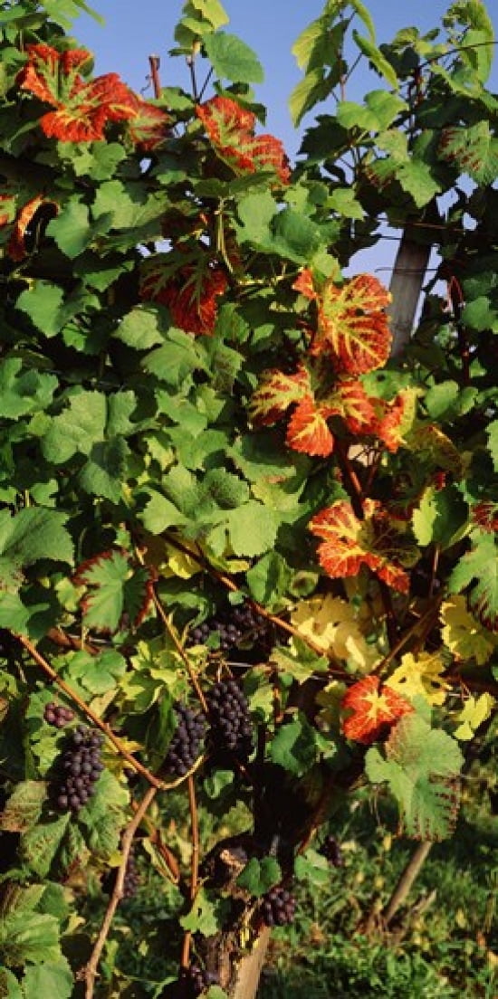 Germany Lake Konstanz Fresh grapes in the vineyard Canvas Art - Panoramic Images (24 x 12)