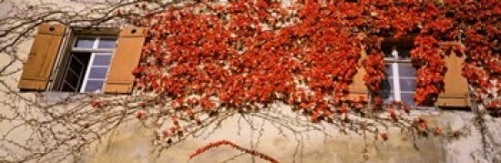 Germany Tuebingen Red leaves grown on the walls Canvas Art - Panoramic Images (36 x 12)