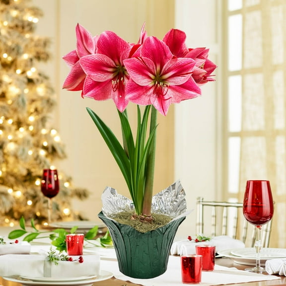 Gervase Pink Flowering Amaryllis (Hippaestrum) Bulb Gift Kit, Planted in a Foil Wrapped 6 inch Pot