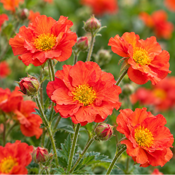 Geum Scarlet Tempest Plug 2-4 Inch Tall, Hardy Perennial Plant, Red-Orande Double Flowers for Planting
