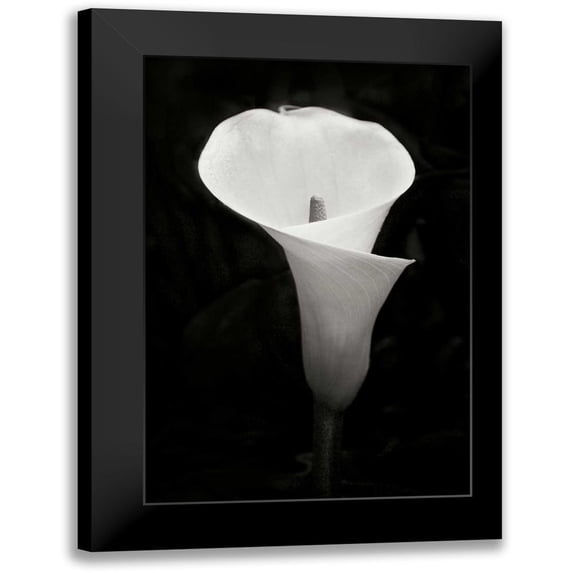 Geyman, Vitaly 11x14 Black Modern Framed Museum Art Print Titled - Calla Lily Perfection IV