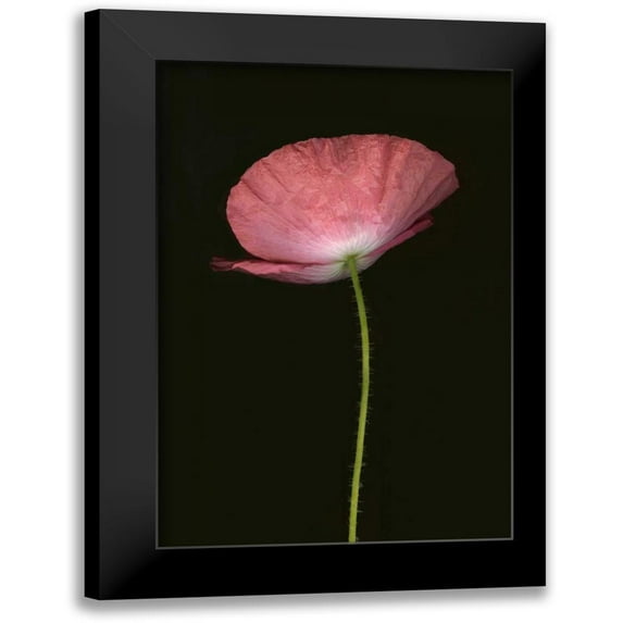 Geyman, Vitaly 11x14 Black Modern Framed Museum Art Print Titled - Pink Poppy I