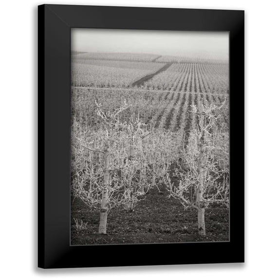 Geyman, Vitaly 13x18 Black Modern Framed Museum Art Print Titled - Pear Orchard II
