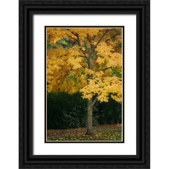 Geyman, Vitaly 13x18 Black Ornate Wood Framed with Double Matting Museum Art Print Titled - Fall Maple Fever VII