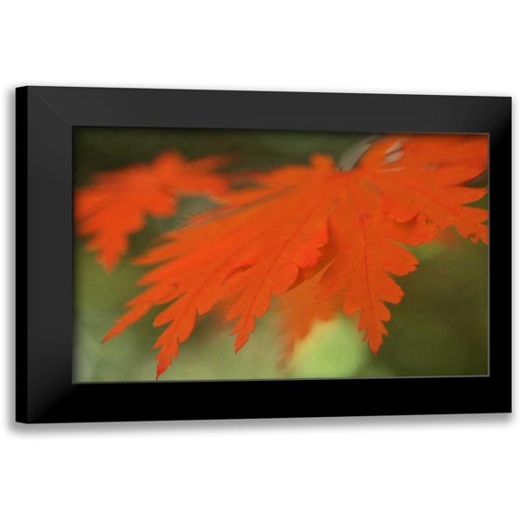 Geyman, Vitaly 14x11 Black Modern Framed Museum Art Print Titled - Autumn Leaf Mirage II