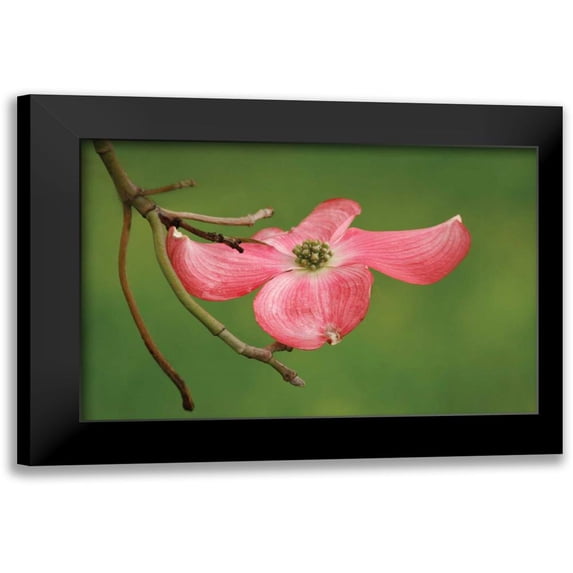 Geyman, Vitaly 14x11 Black Modern Framed Museum Art Print Titled - Dogwood Delicacy I