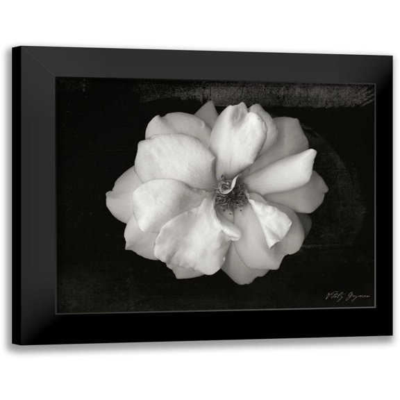 Geyman, Vitaly 14x12 Black Modern Framed Museum Art Print Titled - Wild Rose