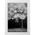 thumbnail image 1 of Geyman, Vitaly 17x24 White Modern Wood Framed Museum Art Print Titled - Fall Abundance IX B and W, 1 of 4
