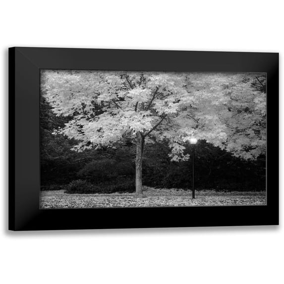 Geyman, Vitaly 18x13 Black Modern Framed Museum Art Print Titled - Fall Abundance VI B and W