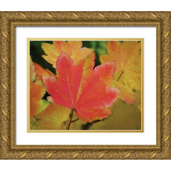 Geyman, Vitaly 18x15 Gold Ornate Wood Framed with Double Matting Museum Art Print Titled - Maple Leaves Perfection II